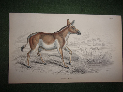 Caballo Quagga Male Grabado De 1833
