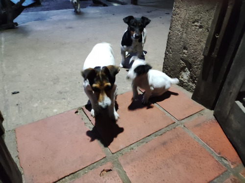 Jack Russell Cachorros