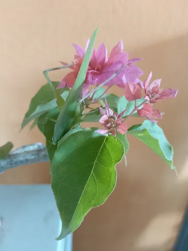 Trinitaria Bonsai Planta Matas