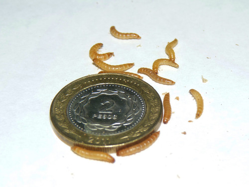 Larvas Gorgojos Chinos X 100 Alimento Vivo