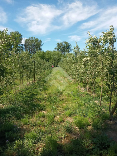 Agrícola En Venta En Linares