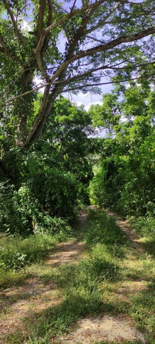 Imagen 12 de 12 de Finca En Venta Mina De Arena El Cambur. Estado Carabobo