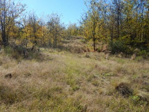 Imagen 11 de 18 de T021 No Amplia Fracción De 15.000 M2 C/escritura Con Acceso De Asfalto En Nono