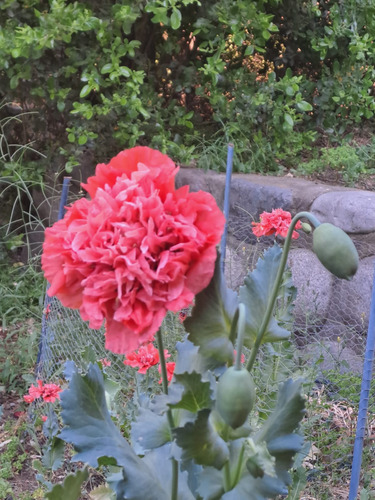 Semillas De Amapola Peonia Rosa Doble_papaveraceas._
