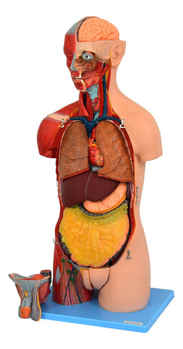 Torso Luxo 85 Cm Bissexual Coluna Exposta 32 Partes Anatomic