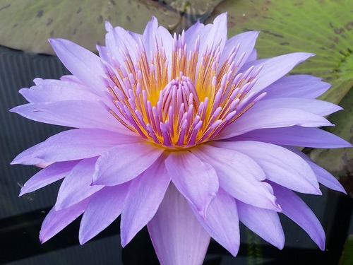Sementes Ninféia Lirio D'água Nymphaea Water Lily Flor Lotus