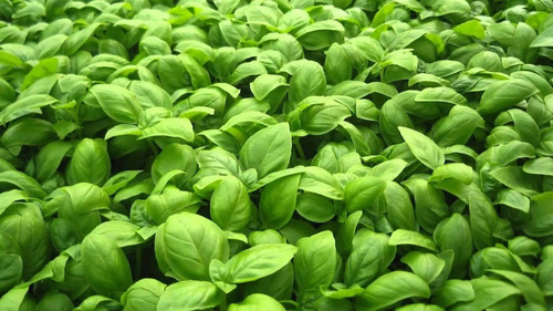 Semillas Albahaca Genovese Gigante 10 Gr (5000-6500semillas)