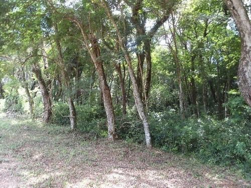 Imagem 14 de 30 de Vendo Área Na Estiva Em Louveira Com 150 Mil M². - Ar00006 - 2586566