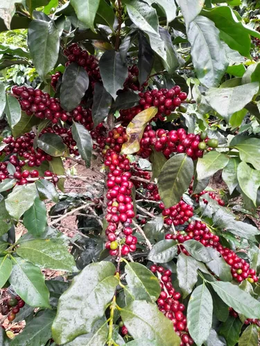 Café Molido, Zona De Los Santos, Costa Rica.