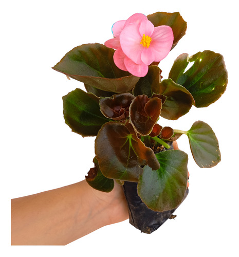 Kit 15 Mudas Begonia Cerosa - Folha Bronze - Cores Sortidas