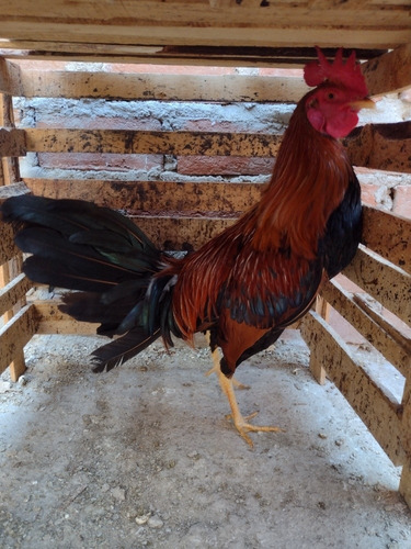 Gallos