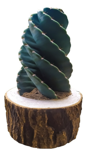 Cactus Tornillo O Espiral 20cm - Unidad a $61750