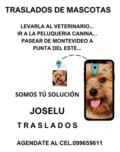 Traslado De Mascotas Perros Y Gatos, Pasajeros, Viajes