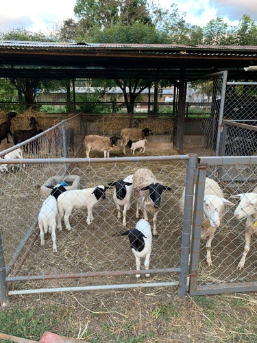 Imagen 3 de 14 de Finca En Venta En Aguirre