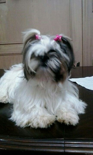 Shih Tzu Mini De 45 Dias