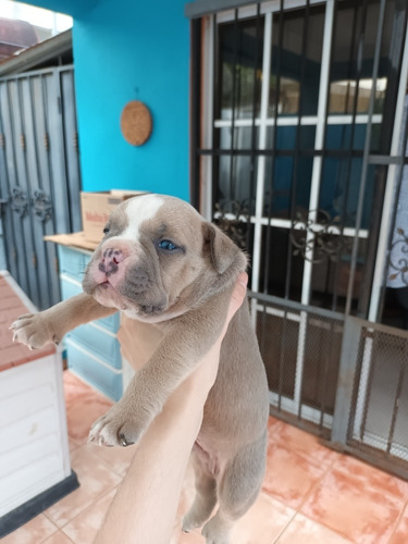 Imagen 2 de 9 de American Bully Pockets Con Pedigree