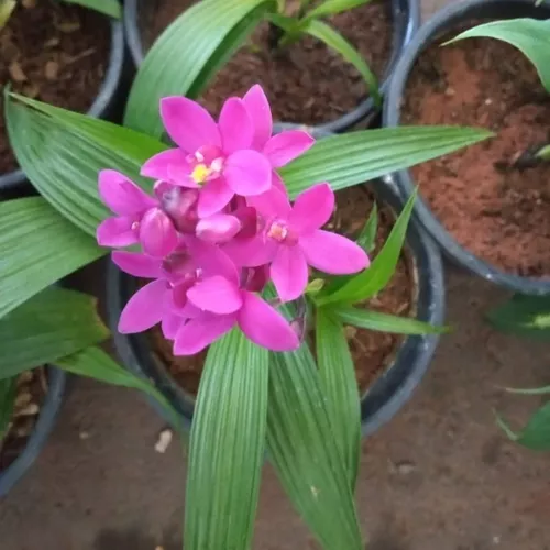 Orquídea Terrestre Spatoglotis Grapete Perfume De Uva