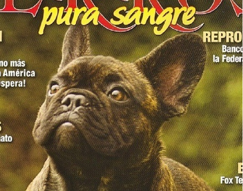 Revista Perro Pura Sangre El  Bull Dog Francés De Sep 2012