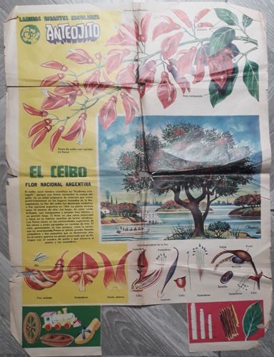 Lamina / Poster Antigua De Revista Anteojito * El Ceibo *