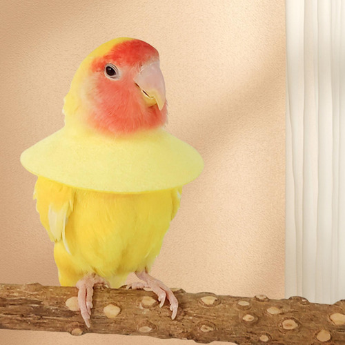 5 Collar Antimordeduras Para Loros Y Pájaros, Fácil De Sg