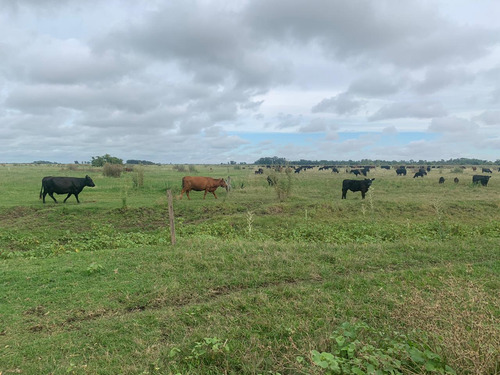 Imagen 11 de 12 de Campo En Venta En Punta Indio - Dacal Bienes Raices