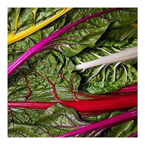 Semillas De David's Garden Swiss Chard Rainbow Sl3295