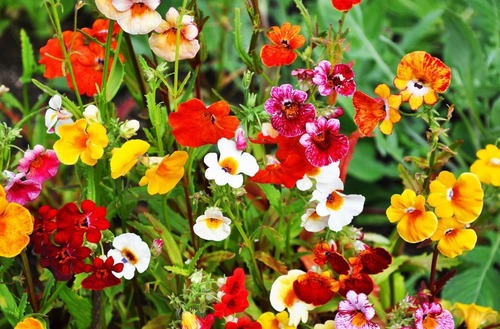 Semillas De Nemesia Strumosa Carnival - Mix Colores