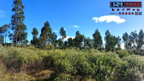 Imagen 10 de 12 de Venta Campo Lavalleja 490 Has Forestal Ganadero 217has En Rebrote Forestal Suelos 2.11a Y 2.11b