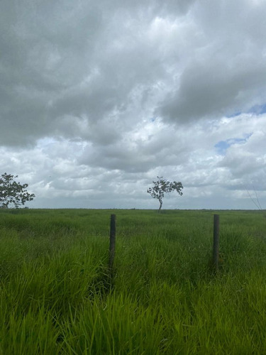 Imagen 16 de 17 de Se Vende Finca En Caicarita Estado Monagas Ve02-1095mced-mtru