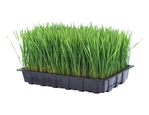 Catgrass Pasto Para Gatos Hierba Gatera Michi Feliz