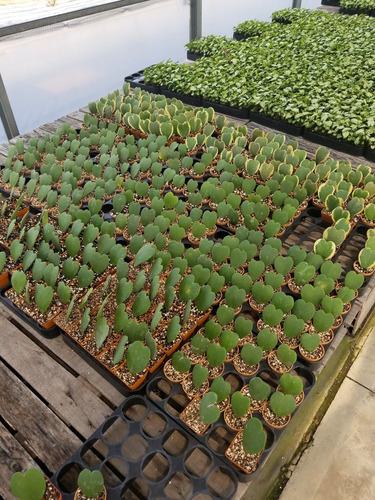 Imagen 3 de 4 de Hoya Kerri Verde Planta Corazon Maceta 7 Novedad Exclusiva