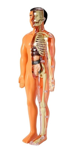 Modelo 3d De Anatomía Del Cuerpo Humano Para Niños, De Plást