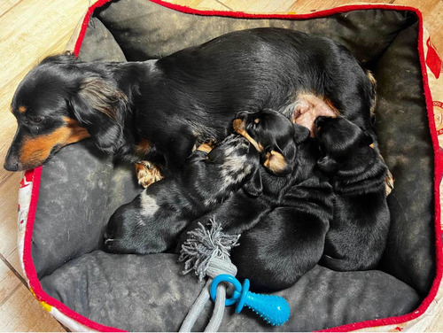 Imagen 2 de 10 de Cachorros Salchicha Mini Mini