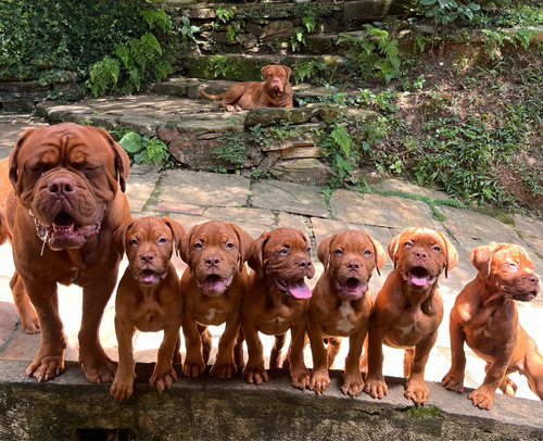 Dogue De Bordeaux