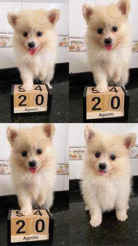 Imagem 1 de 1 de Lulu