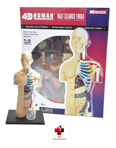 Modelo Do Corpo Humano - Torso Transparente 083 - 4d Master