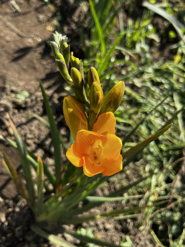 15 Bulbos Fresia Amarilla Para Jardín