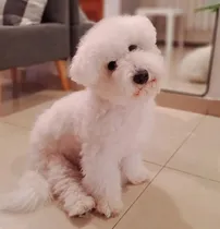 Comprar Vendo Hermoso Bichon Frise