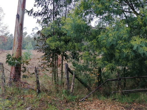 Campo Forestal Con Eucaliptos, De 67 Hás En Reumén, Paillaco