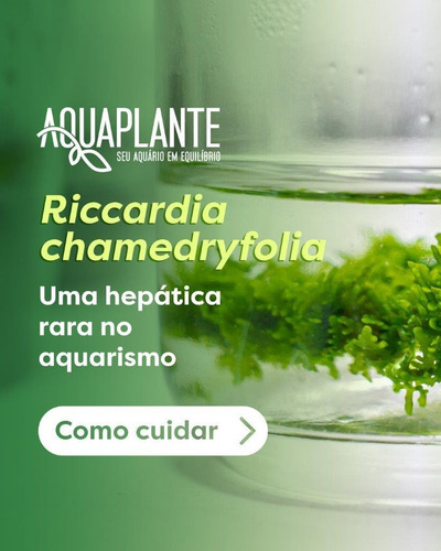 Musgo Riccardia Chamedryfolia (in Vitro)