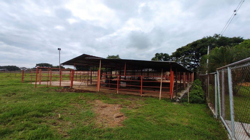 Imagen 4 de 14 de Venta Finca, Guigue Planta Cod. 155496