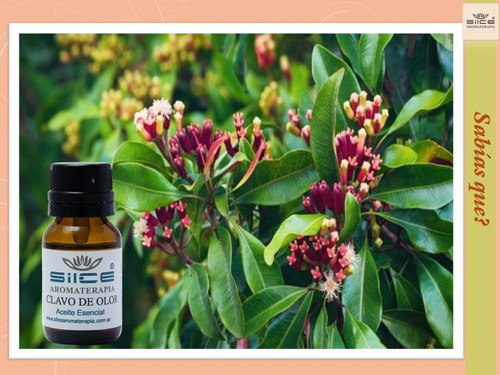 Aceites Limon, Clavo De Olor, Romero, Eucaliptus Silce