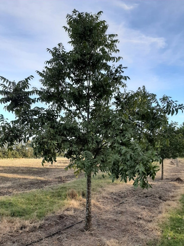 Hermoso Campo De Olivos 43 Hectáreas En Lavalleja