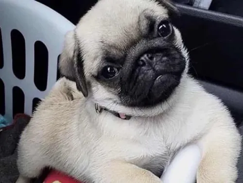 Puff perro online cachorro precio