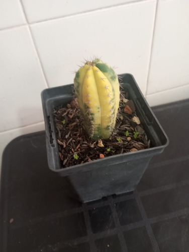Cacto Trichocereus Pathanoii Arequipa Variegata Branco