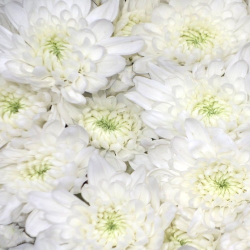 10 Varas Flores Naturales Mables Maules Blanco Pompón