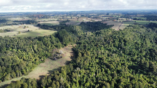 Agrícola En Venta En Paraguay Chico, Comuna De Los Muermos