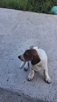 Comprar Cachorros Basset Hound