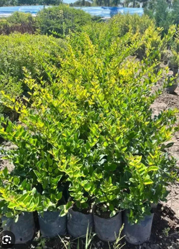 Oleas Texanas Cerco Vivo Somos Productores
