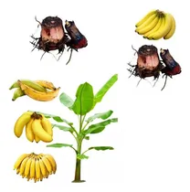 Comprar 4 Mudas De Banana (rizomas) 3 Ouros E 1 Nanica
